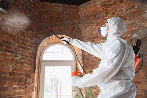 Best Water Damage & Mold Remediation  in Houston, MS